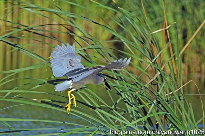 寻鱼的夜鹭（2）