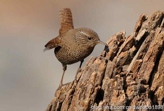 精灵般的小鹪鹩 精灵般的小鹪鹩