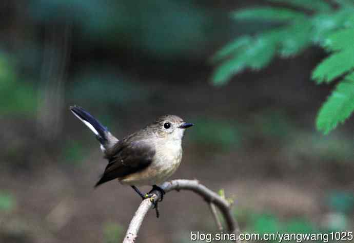 红喉姬鹟（12）