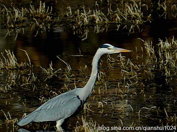 苍鹭抓鱼记(十渡) 苍鹭抓鱼记(十渡)