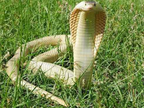 龙:传说的兽原型探秘(眼睛蛇类) 龙:传说的兽原型探秘(眼睛蛇类)