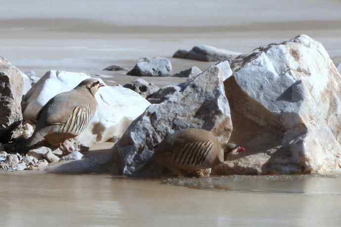 沿河城拍石鸡（偶尔飞版）