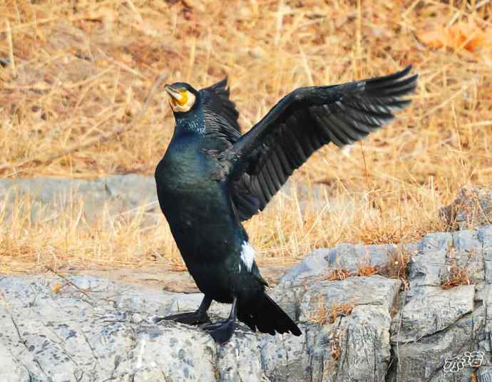 自我陶醉的鸬鹚 自我陶醉的鸬鹚