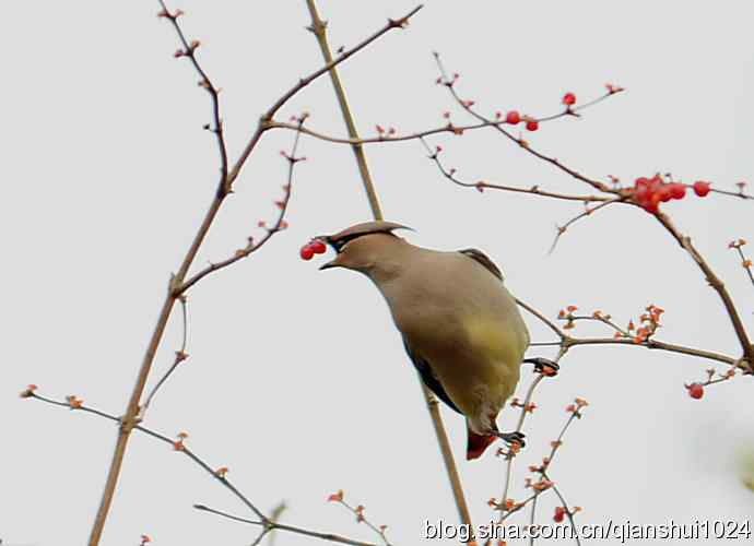 大太平.小太平(植物园) 大太平.小太平(植物园)