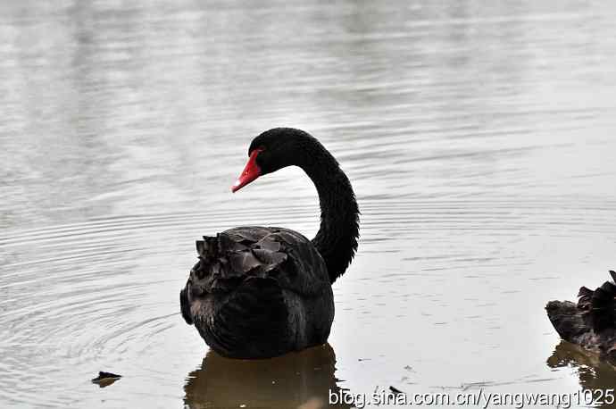 逆光拍摄黑天鹅 wbr2