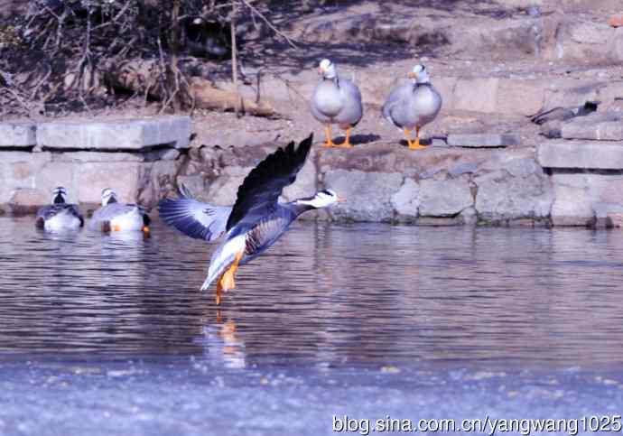 斑头雁（抓拍）9