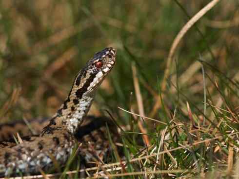 龙：传说的兽原型探秘（蝰蛇类）