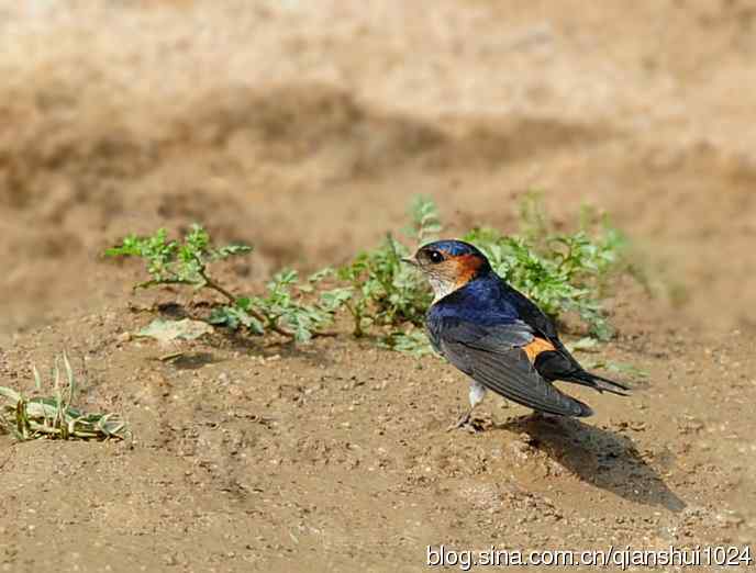 小燕子,穿花衣(金腰燕)