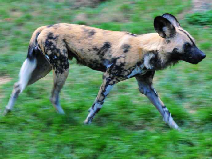 犬科：薮犬亚科非洲野犬属之非洲野犬