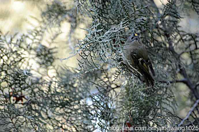 柏树丛中的戴菊 wbr3