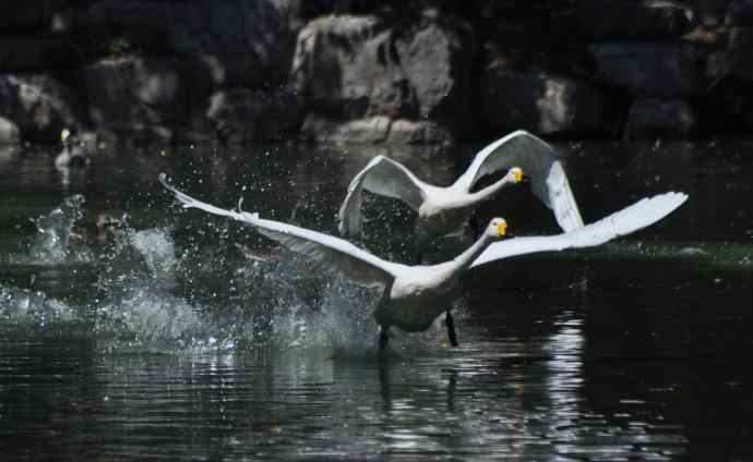 飞（白天鹅） wbr1