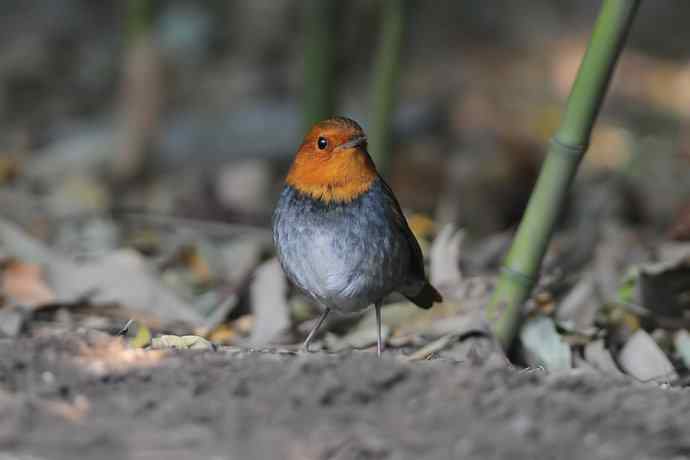 【新鸟】莲花池公园的日本歌鸲