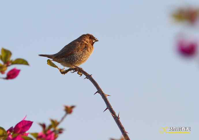 白斑黑石鵖 wbr wbr斑纹鸟 wbr wbr栗背伯劳