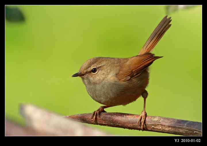 武汉观鸟会初级观鸟讲座[第9课]——小型鸟类