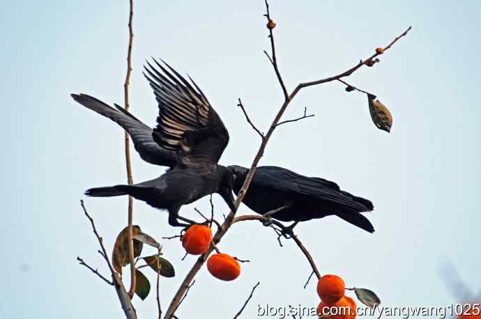 有福同享（记吃柿子的乌鸦）