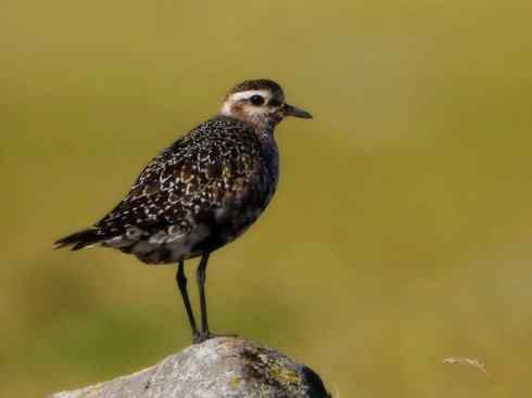 鸟类之最:北美金鸻