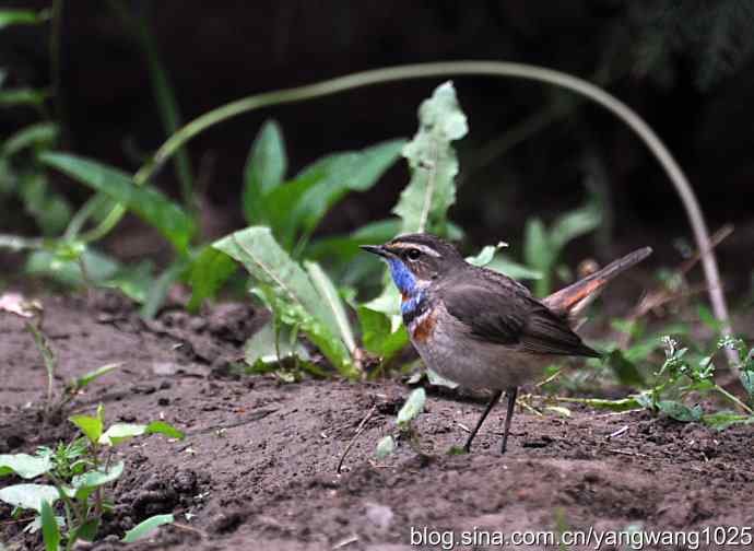 蓝喉歌鸲 wbr2