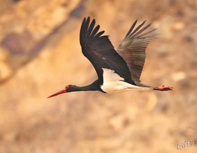 白河峡谷拍鸟——黑鹳
