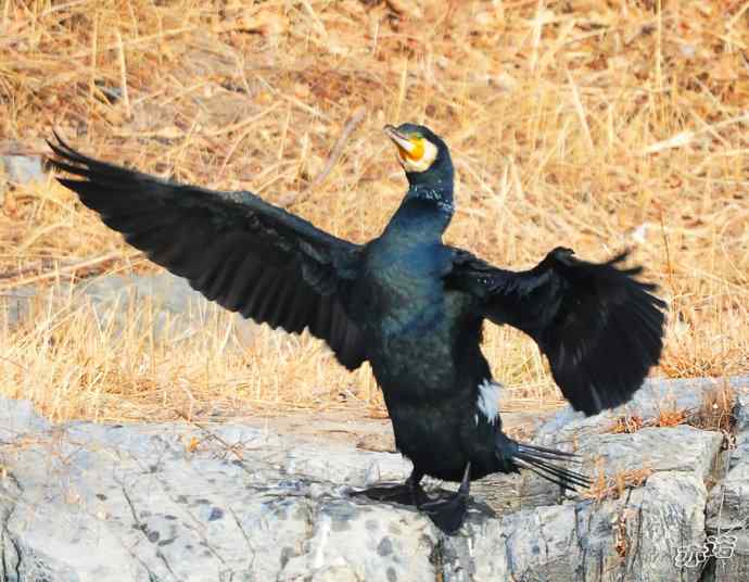 自我陶醉的鸬鹚 自我陶醉的鸬鹚