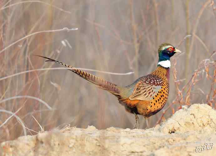 官厅水库拍鸟——雉鸡