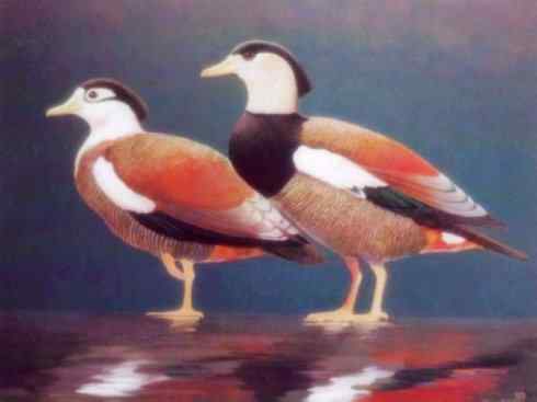 雁鸭之最之七（冠麻鸭、秋沙鸭、鹊鸭）