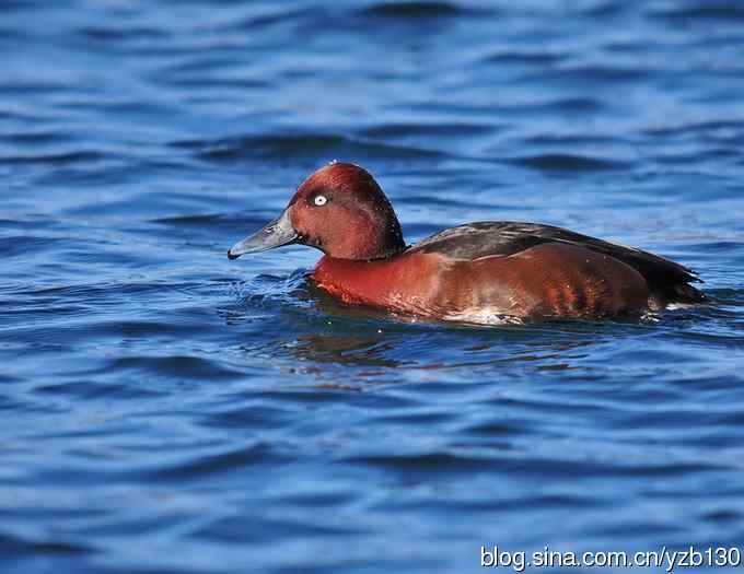 蓝之梦&bull;白眼潜鸭（组图，）
