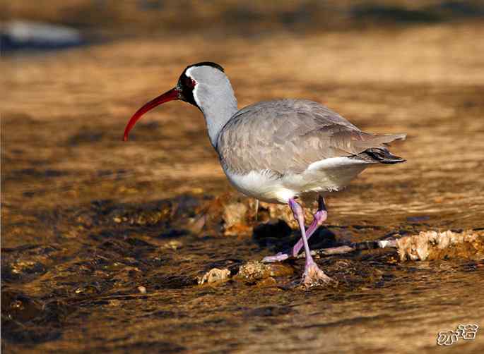 白河峡谷 wbr路 wbr鹮(huán wbr)嘴鹬(yù) 白河峡谷 wbr路 wbr鹮(huán wbr)嘴鹬(yù)