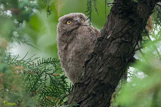 偶遇东方角鸮宝宝