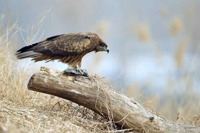 对黑耳鸢K07-012837的12次记录 对黑耳鸢K07-012837的12次记录