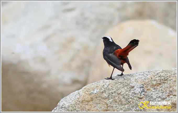 川西高原行&bull;拍鸟【照片】
