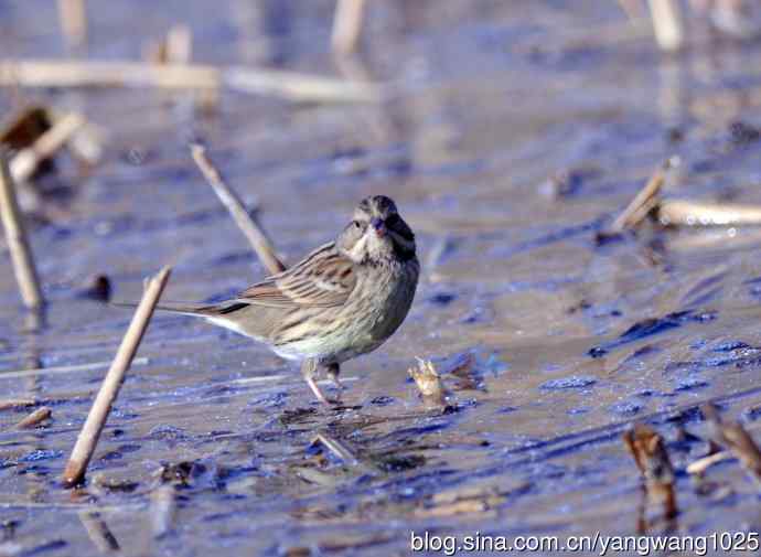 雌性灰头鹀(4) 雌性灰头鹀(4)