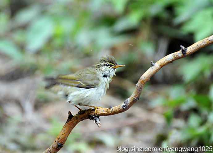极北柳莺(浴后晾羽)3 极北柳莺(浴后晾羽)3