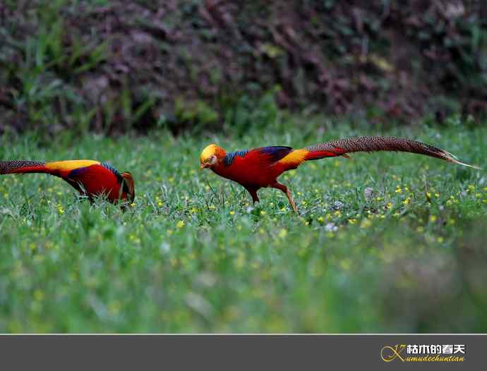 洋县拍鸟：红腹锦鸡