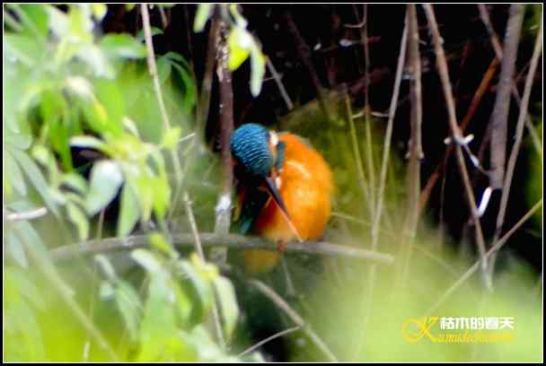 拍鈥湸淠疋澕恰菊掌