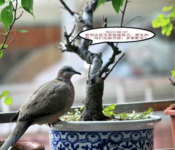 人鸟情未了-闹市十五楼珠颈斑鸠育儿记