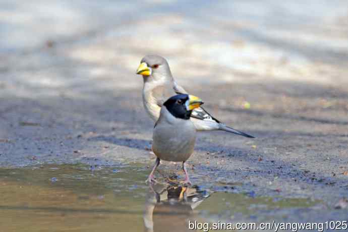 饮水的黑尾蜡嘴雀（1）