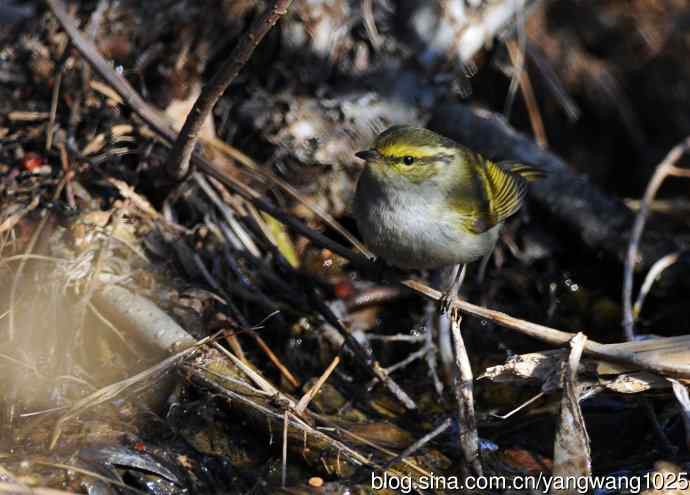 寻水喝的黄腰柳莺 寻水喝的黄腰柳莺