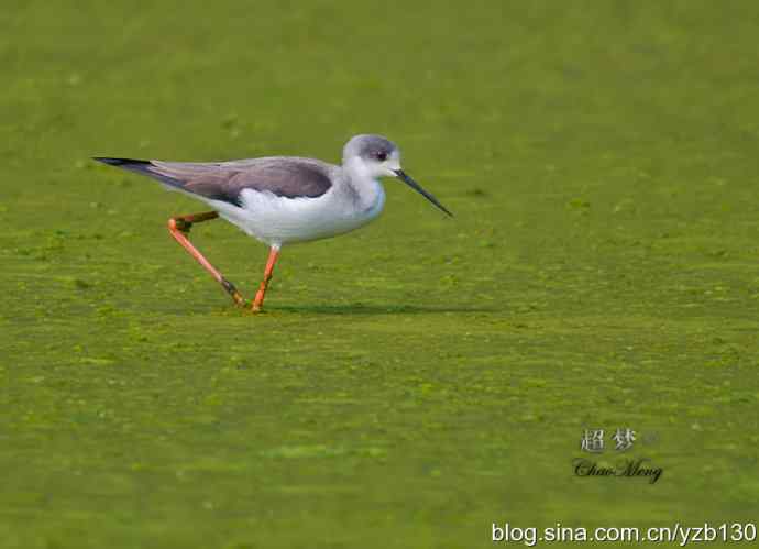 亭亭玉立的花季少女鈥斺斆劳瑞郑ㄗ橥迹10张图片）