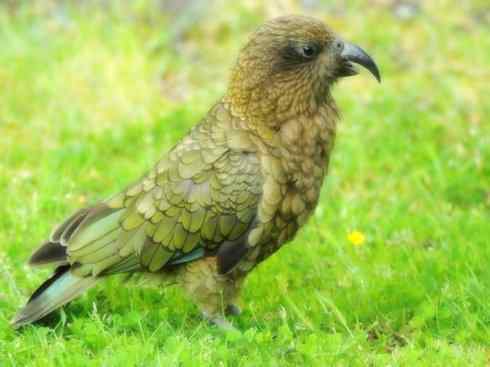 天生猎手:非猛禽类猎手之七 天生猎手:非猛禽类猎手之七