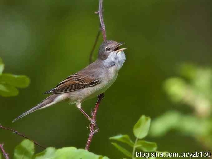 灰白喉林莺（组图，7张图片）