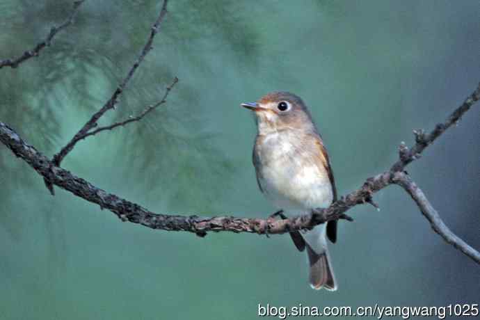 北京天坛公园的鸟类——北灰鹟（5）