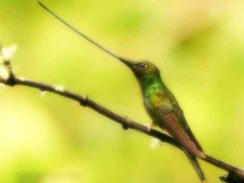 雀鸟也彪悍：别拿豆包不当干粮（蜂鸟）