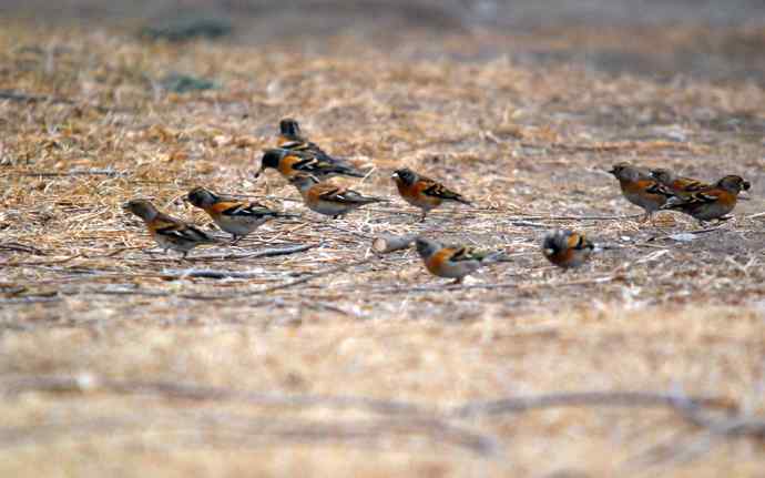 北京植物园赏鸟（十三），燕雀（组图）