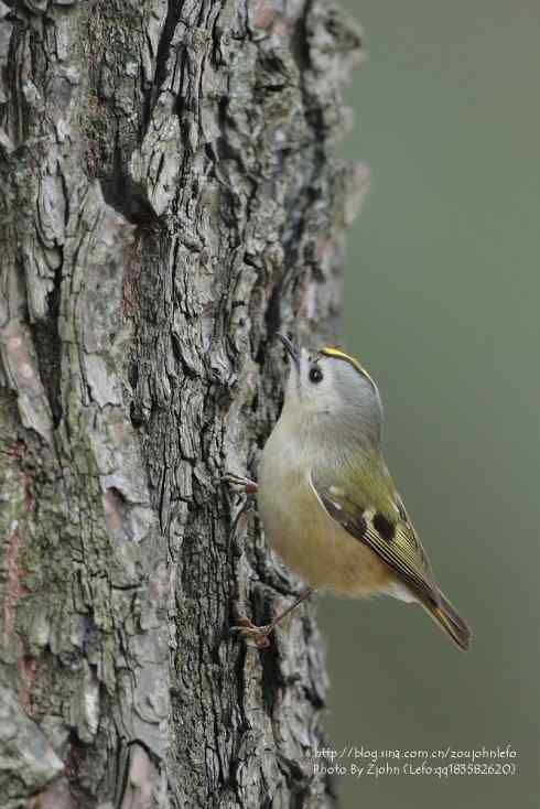 心仪已久的小戴菊