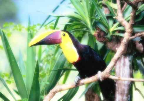 猎奇：十大奇异鸟类