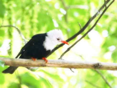 白头鸟系列:另类的美丽（黑短脚鹎）