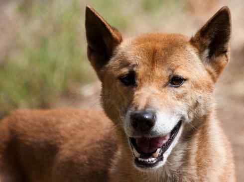 犬科：犬亚科犬属之澳洲野犬、歌唱犬、家犬