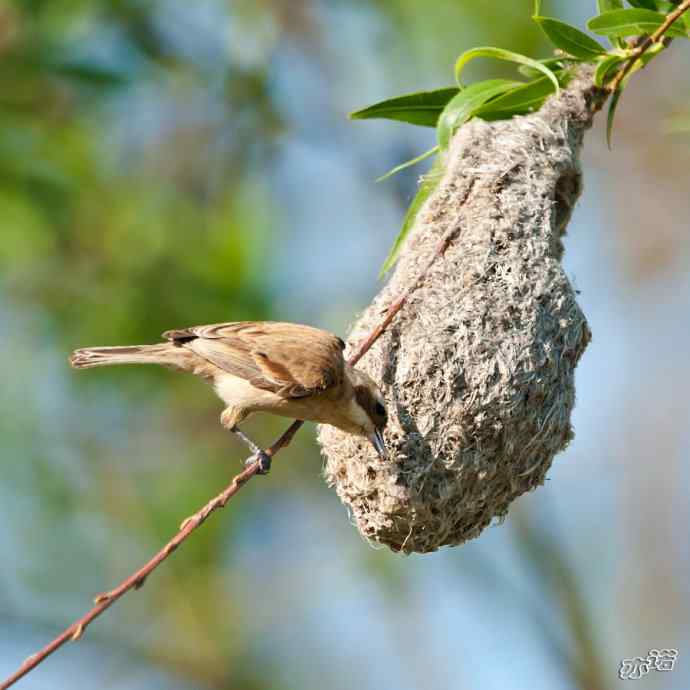 盘锦湿地 wbr路 wbr中华攀雀 盘锦湿地 wbr路 wbr中华攀雀