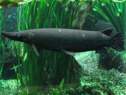 鱼类活化石：鳄雀鳝