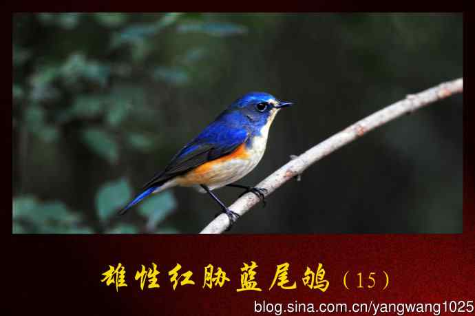 雄性红胁蓝尾鸲（15）